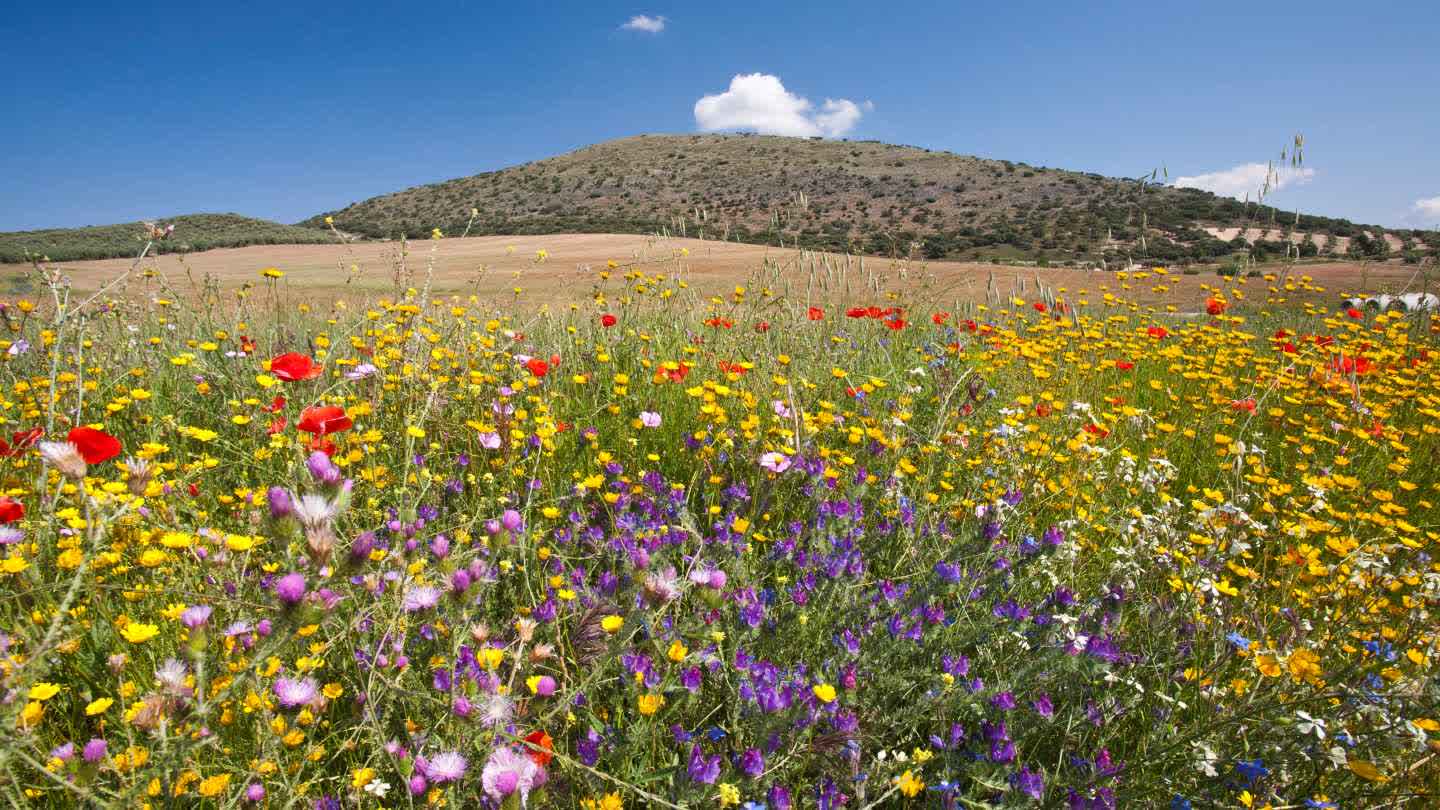 Flowers in a field